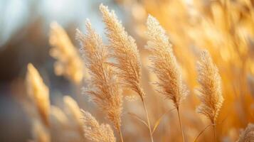 AI generated Natural Minimalist Background with dry grass photo