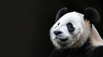 ai generado un panda soportes como un símbolo de conservación y preservación esfuerzos foto