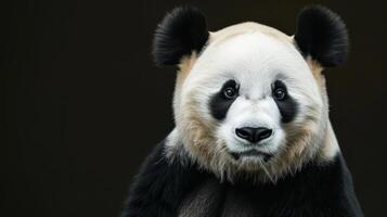 ai generado un panda soportes como un símbolo de conservación y preservación esfuerzos foto