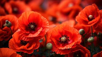 AI generated Close-up of Scarlet Poppies in Full Bloom photo