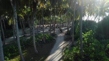 Antenne Aussicht im Kokosnuss Palme Hain beim Urlaub Malediven Insel. Palmen und Sonnenlicht video