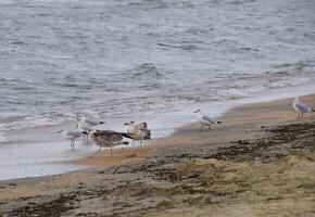 Common gulls on the beach. Seagulls looking for food photo