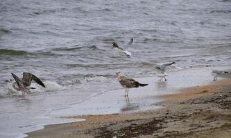 Common gulls on the beach. Seagulls looking for food photo