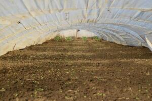 Greenhouses made of polymer film. Early spring in the garden greenhouses photo