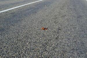 Yellow leaf on asphalt photo