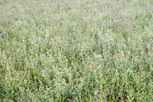 campo de alfalfa. henificación desde alfalfa. floración campo en primavera. foto