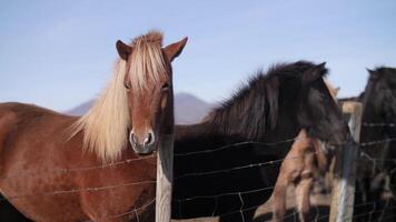 The brown horse eats hay. Icelandic horse. video