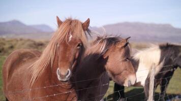 IJslands paarden in een veld- met gras. video