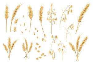 avena y trigo mega conjunto en plano diseño. haz elementos de oro cereal plantas, maduro orejas con granos agricultura cosecha y ingrediente para panadería productos vector ilustración aislado gráfico objetos