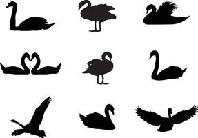 un vector colección de cisnes para obra de arte composiciones