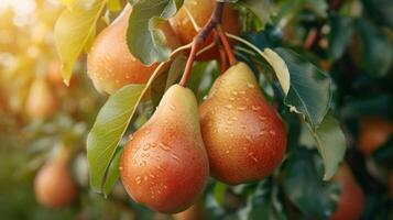 AI generated Beautiful juicy ripe pears hang on a branch in the summer garden photo