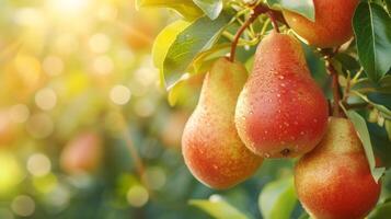 AI generated Beautiful juicy ripe pears hang on a branch in the summer garden photo