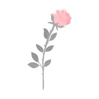 Valentine pink rose flower isolated on background vector