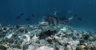 Tiger Shark attack in blue transparent ocean. Shark diving in Maldives. Close up video