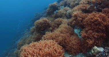 Amazing underwater view with corals in tropical blue sea. video