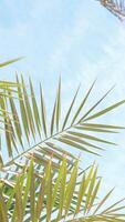 From below palm tree with green branches against cloudless blue sky in sunshine video