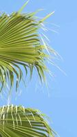 From below palm tree with green branches against cloudless blue sky in sunshine video