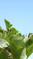 von unten Palme Baum mit Grün Geäst gegen wolkenlos Blau Himmel im Sonnenschein video