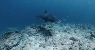 tijger haai dichtbij omhoog in blauw transparant oceaan. haai duiken in Maldiven video