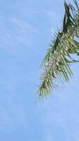 From below palm tree with green branches against cloudless blue sky in sunshine video