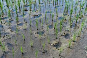 natural green grass or rice plants photo