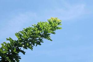 Spring landscape with soft lighting showcasing green leaves and blue sky photo