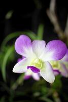 Dendrobium or Orchid flower. Close up bouquet of pink-purple orchid flowers on green leaves photo