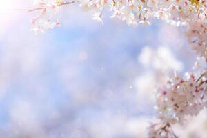 Cherry blossom  flower in spring for background or copy space for text photo