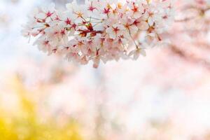 Cherry blossom  flower in spring for background or copy space for text photo