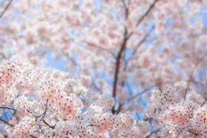 Cherry blossom  flower in spring for background or copy space for text photo