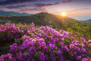 Morning and spring view of pink azalea flowers at Hwangmaesan Mountain with the background of sunlight and foggy mountain range near Hapcheon-gun, South Korea. photo