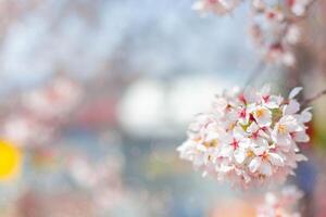 Cherry blossom  flower in spring for background or copy space for text photo