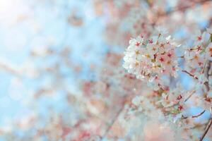 Cherry blossom  flower in spring for background or copy space for text photo