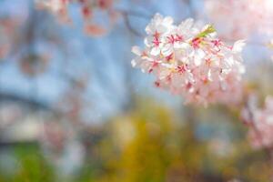 Cherry blossom  flower in spring for background or copy space for text photo