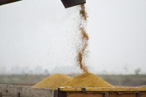 Unloading screw a combine harvester. Unloading grain from a combine harvester into a truck body photo