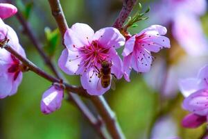 Spring flowering peach photo