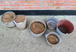 hervido maíz sucio sartenes aves de corral alimentar. trigo cocido en el antiguo maceta. foto