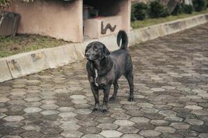 black dog is playing in the park. photo