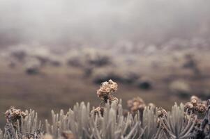 foto de un viaje a montar gede pangrango, cámping juntos a el surya Kencana cuadrado. nacional parque en Oeste Java, cianjur, 06 septiembre 2022