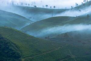 Aerial view of tea plantation in the foggy morning in south Bandung, Indonesia photo