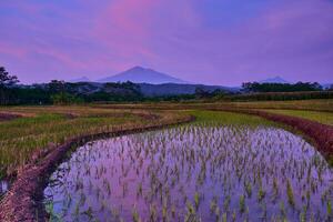 Beautiful scenery of paddy field under the colorful dramatic sky during sunrise, Indonesia photo