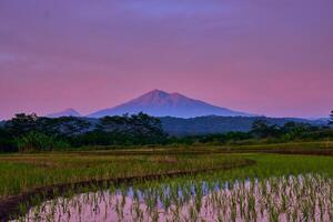 hermosa paisaje de arrozal campo debajo el vistoso dramático cielo durante amanecer, Indonesia foto