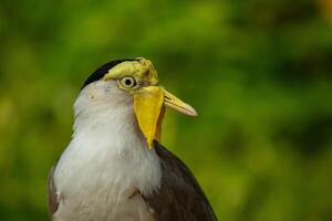 Portrait of Masked lapwing or vanellus miles bird isolated on green background photo