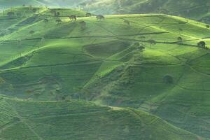 Landscape view of tea plantation on hillside and valley in morning, Bandung, Indonesia photo