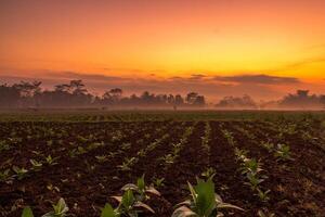 Row of tobacco plants. Tobacco plantation in agriculture field in sunrise with orange sky photo