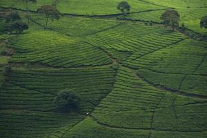 Beautiful landscape of tea plantation in the morning photo