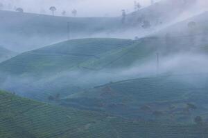 Beautiful tea plantation in the morning surrounded by fog in Pangalengan, Indonesia photo