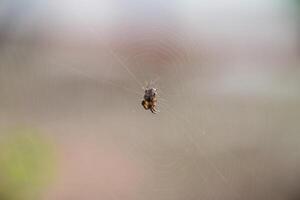 Small spider in his web of Araneus. Lovcen spider network photo