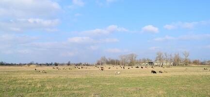 Sheep in the pasture photo