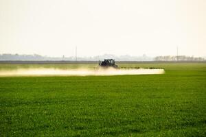 tractor con el ayuda de un rociador aerosoles líquido fertilizantes en joven trigo en el campo. foto